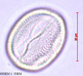 ISEM 1/Verbascum_pulverulentum_27897/Verbascum_pulverulentum_27897_0001(copy)_thumb.jpg